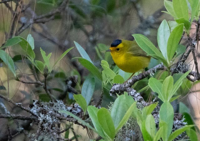 Reinita de Wilson - ML644395925