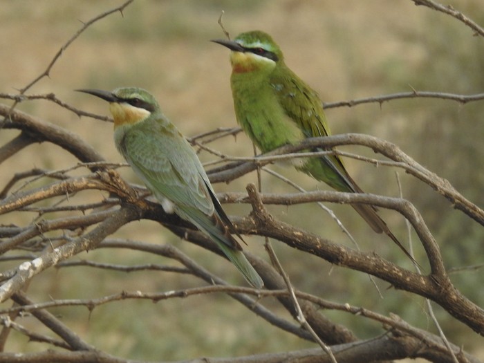 Guêpier de Perse - ML644395944