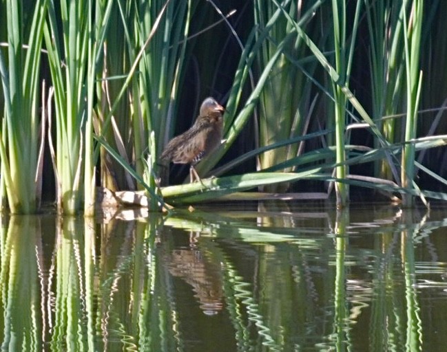 Virginia Rail - ML644395955