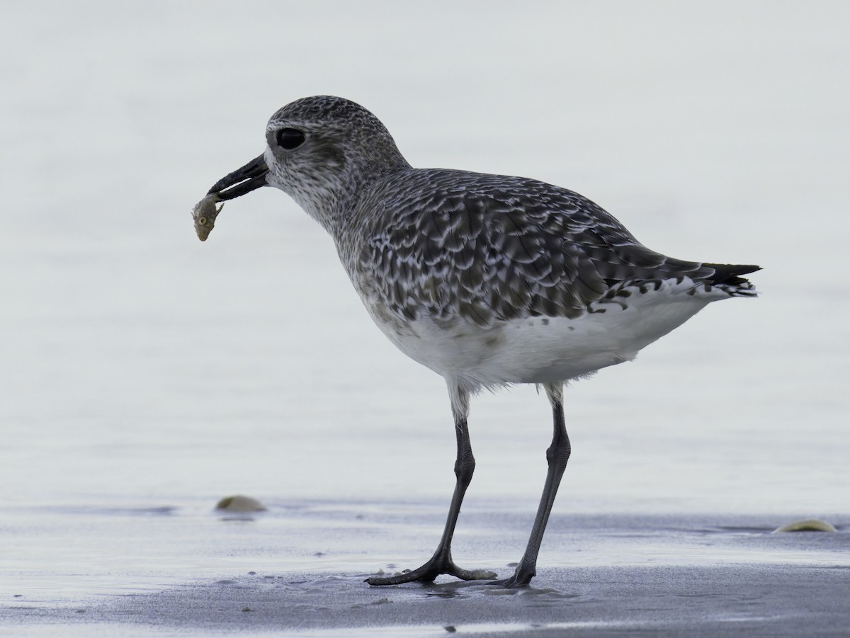 Black-bellied Plover - ML644395956