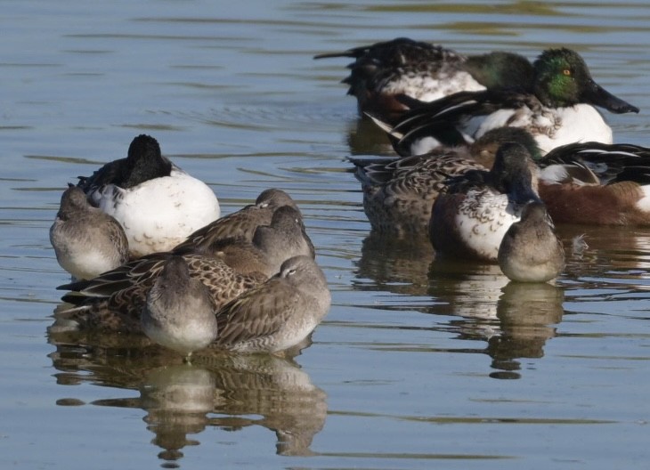 Tundraschlammläufer - ML644395957