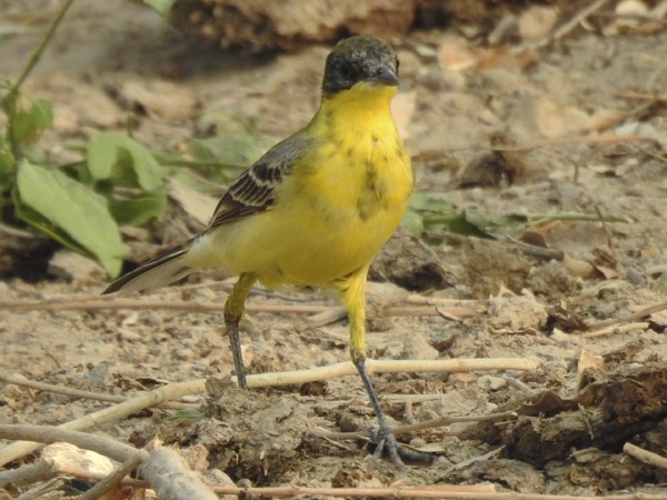 gulerle - ML644395958