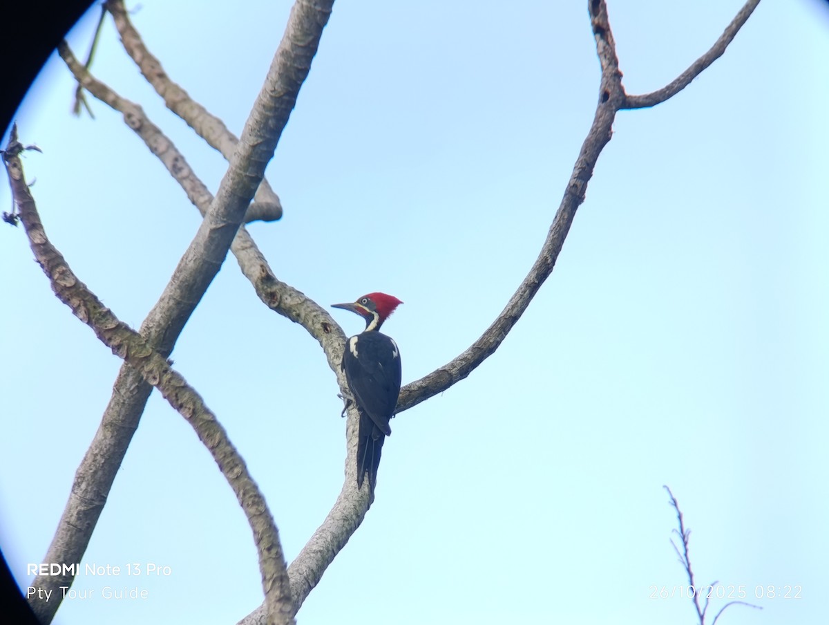 Lineated Woodpecker - ML644395961