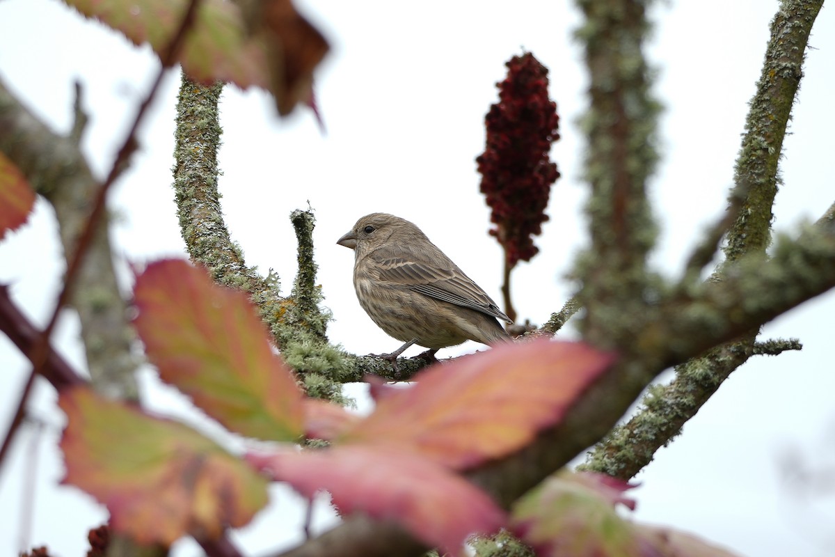 Чечевиця садова - ML644395962
