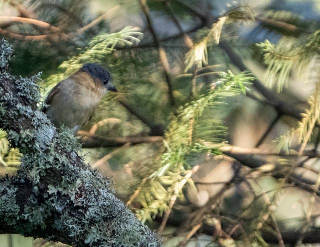 Rose-throated Becard - ML644395963