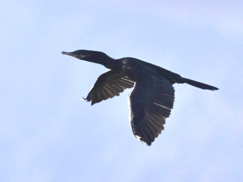 flodskarv - ML644395964