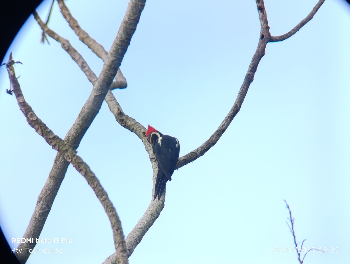 Lineated Woodpecker - ML644395965
