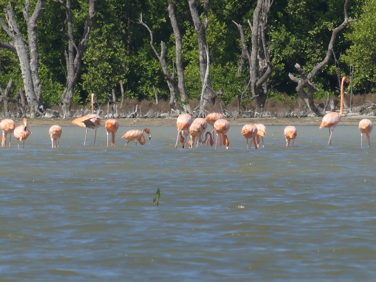 American Flamingo - ML644395975