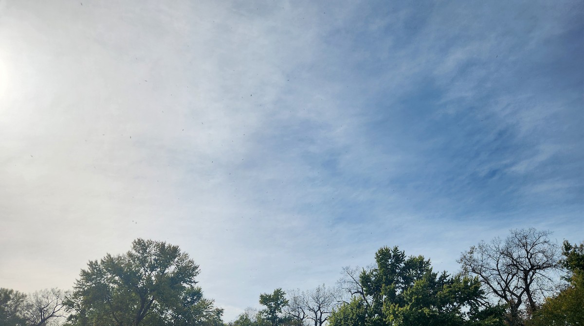 Gavina americana - ML644395979