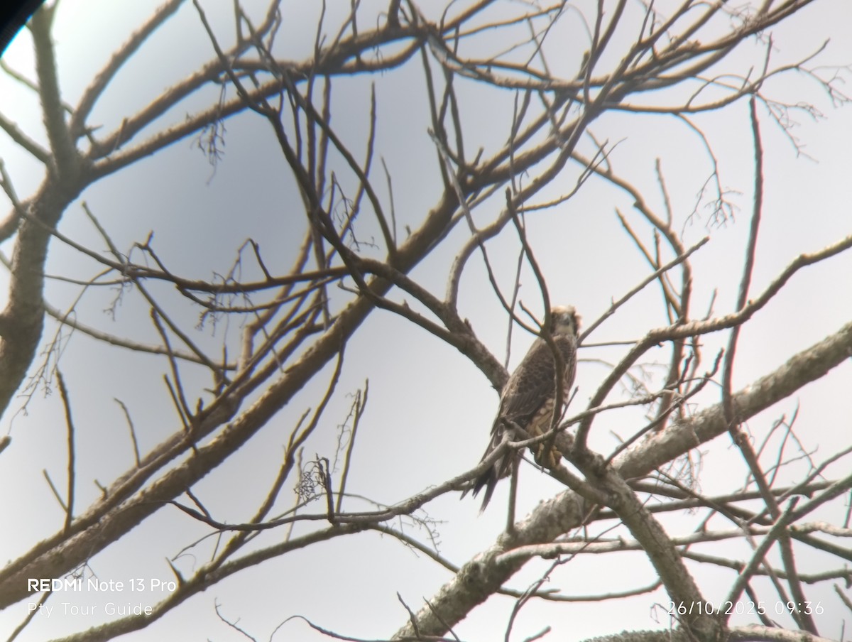 Peregrine Falcon - ML644395983