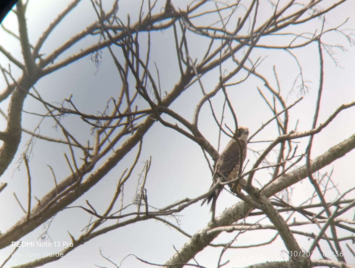 Peregrine Falcon - ML644395984