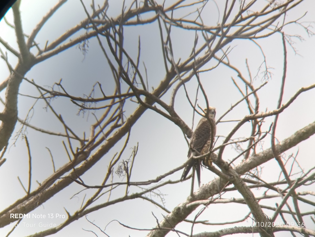 Peregrine Falcon - ML644395985