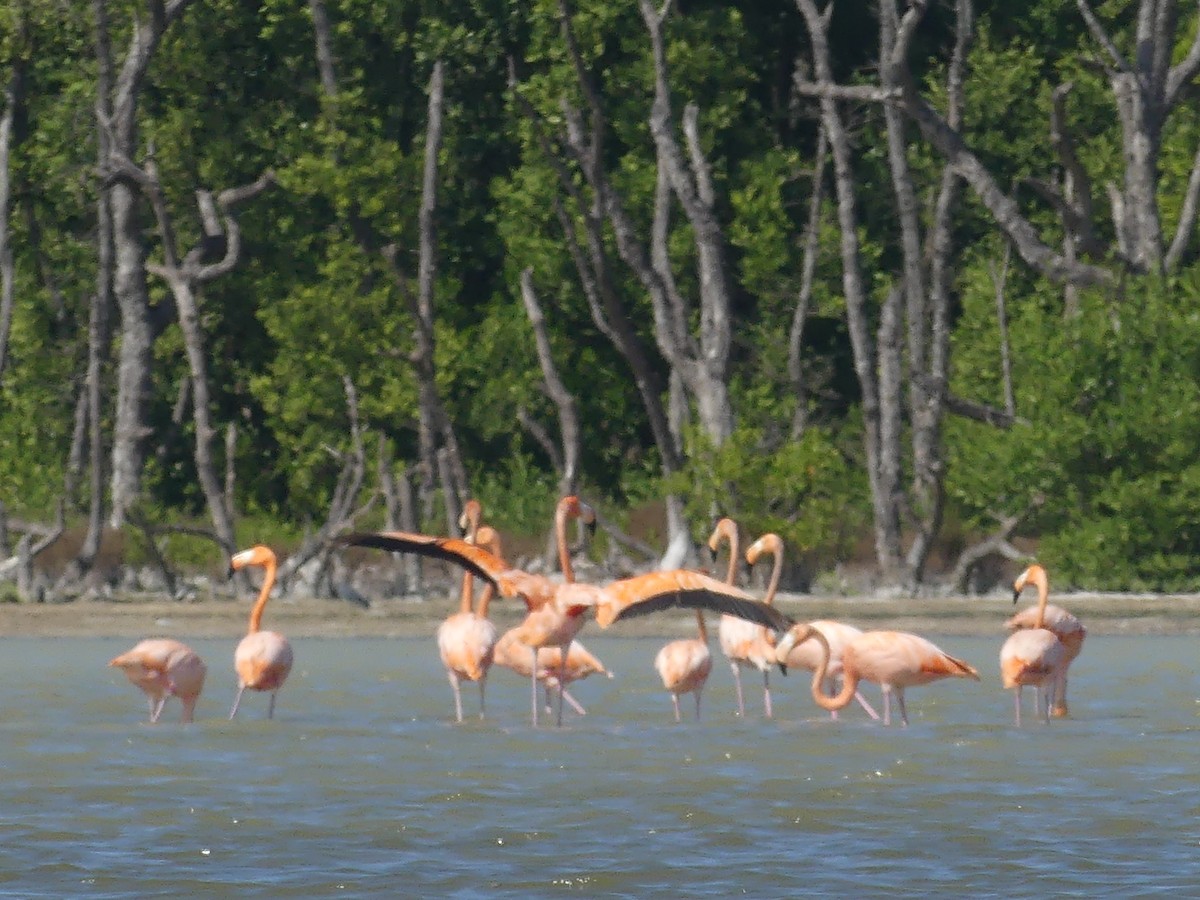 American Flamingo - ML644395986