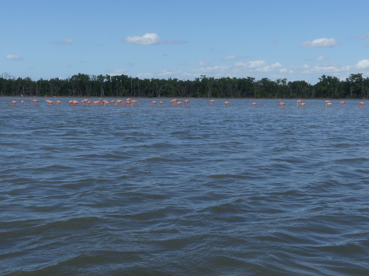 American Flamingo - ML644395989