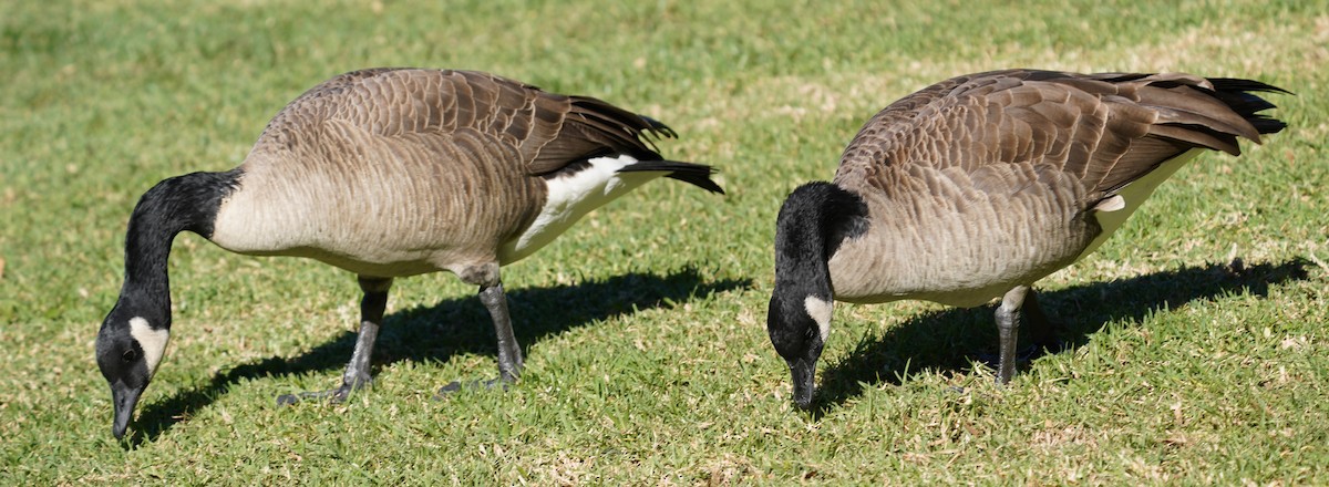 Казарка канадська - ML644395991