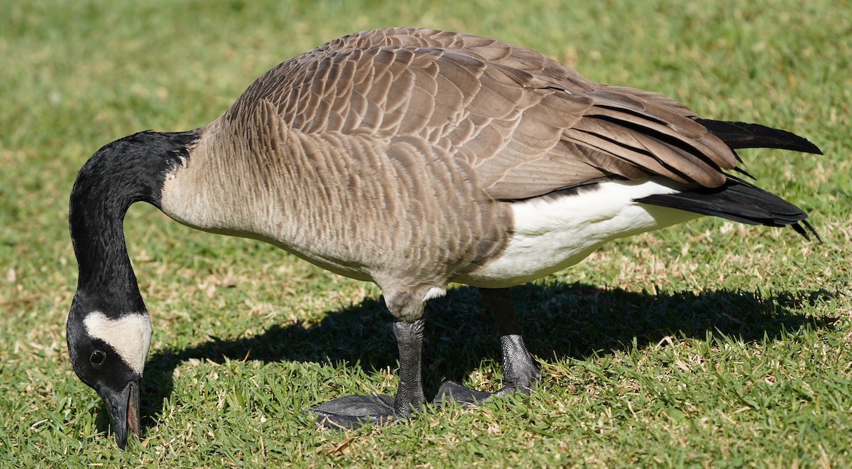 Казарка канадська - ML644395992