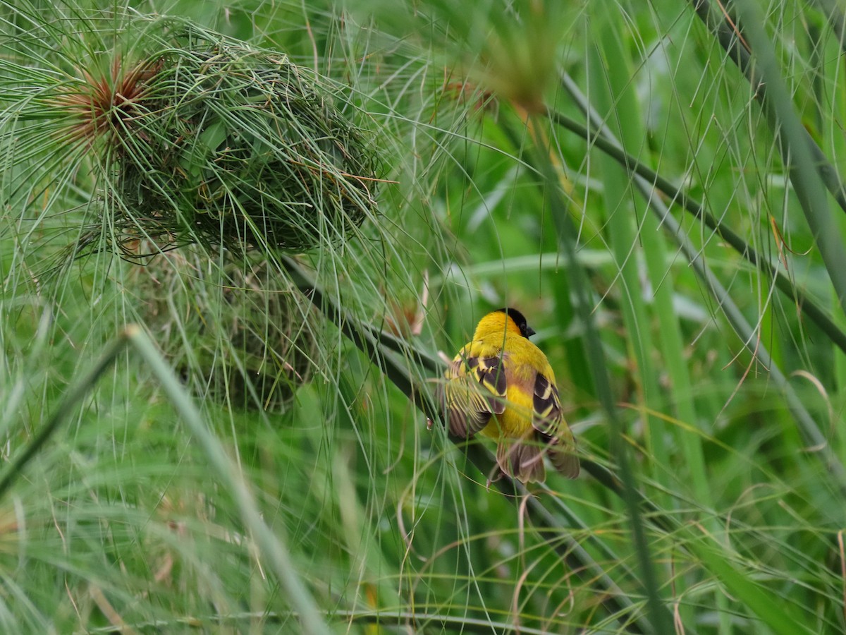 Black-headed Weaver - ML644395998