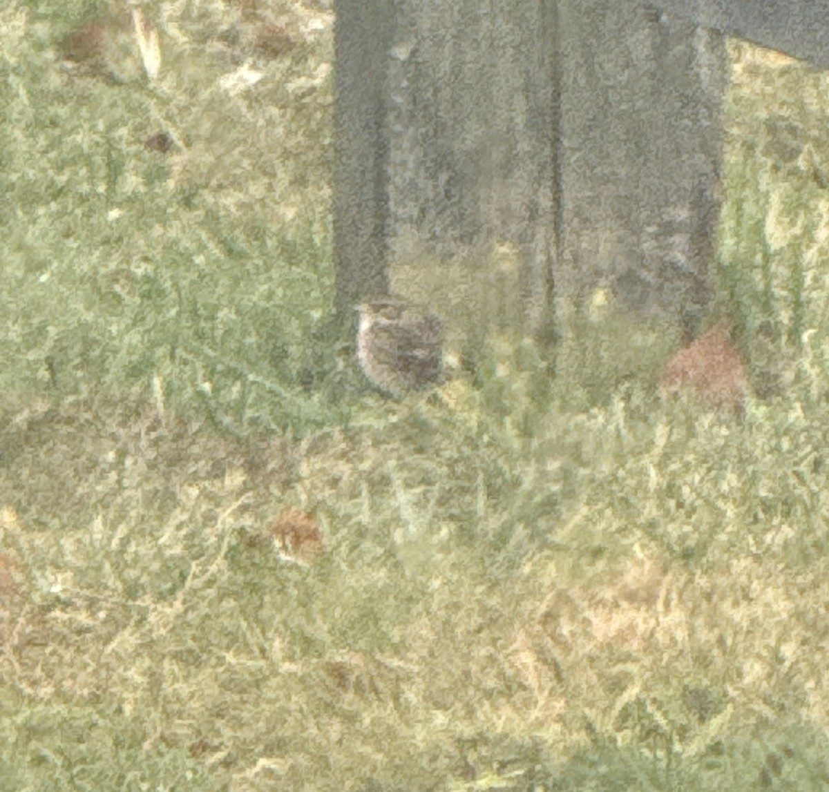 Vesper Sparrow - ML644396003
