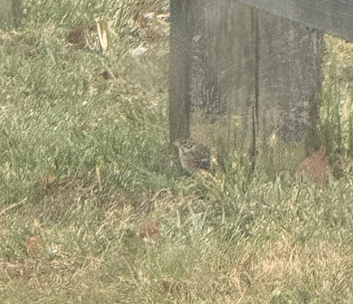 Vesper Sparrow - ML644396004