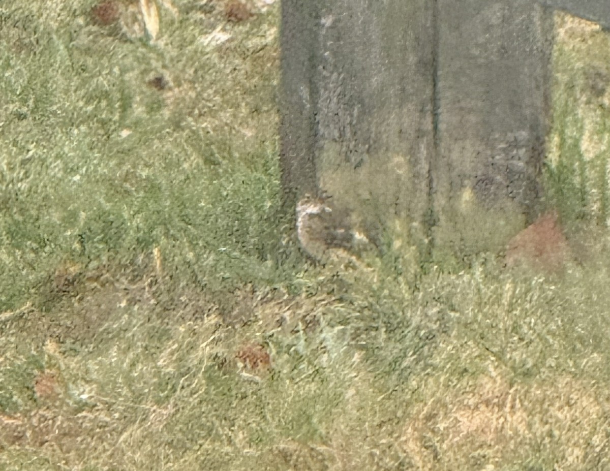 Vesper Sparrow - ML644396005