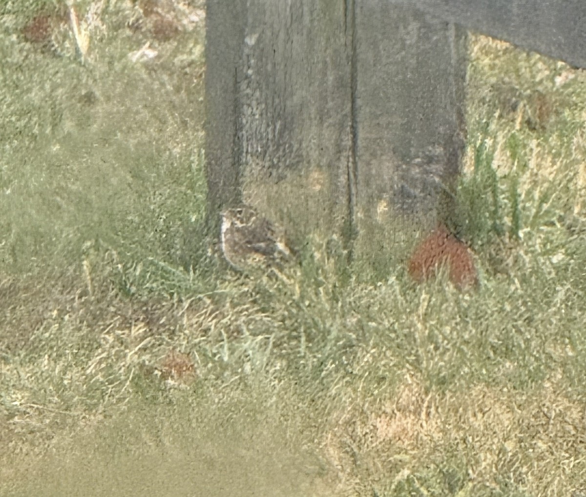 Vesper Sparrow - ML644396006