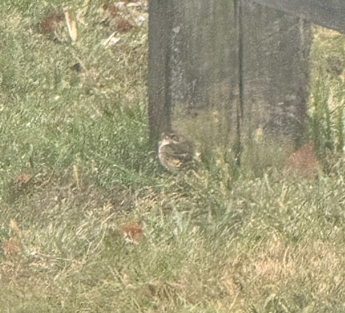 Vesper Sparrow - ML644396007