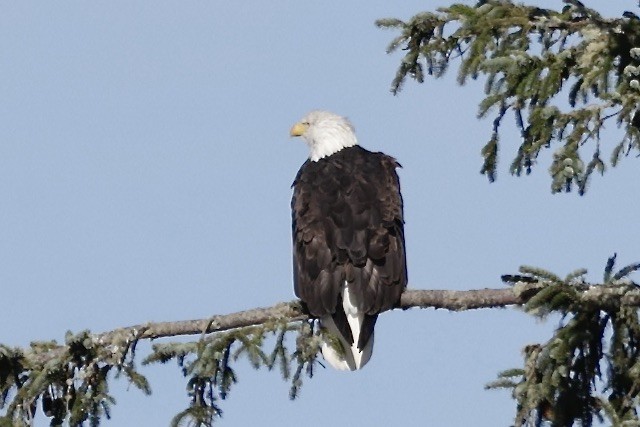 Белоголовый орлан - ML644396017