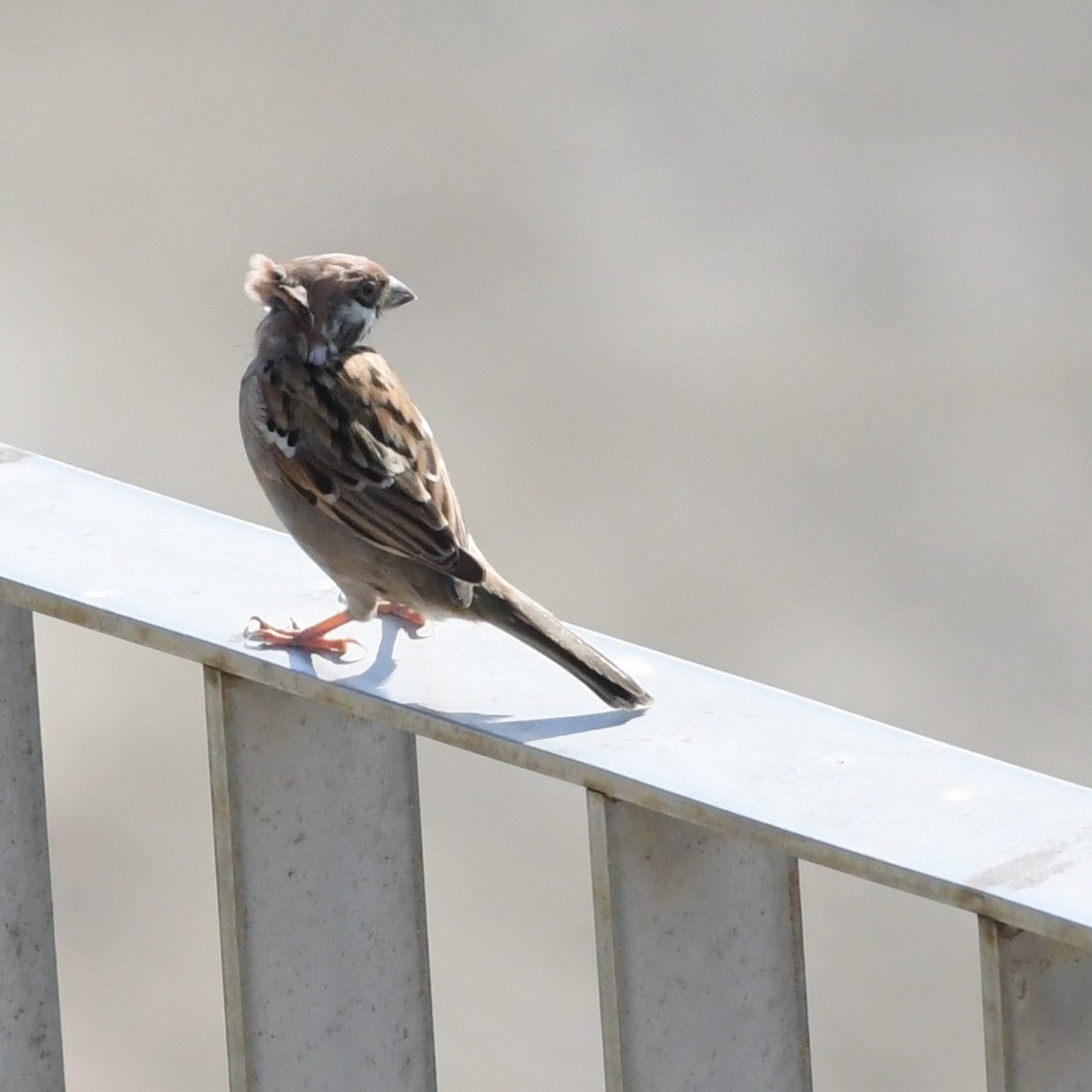 Gorrión Molinero - ML644396023