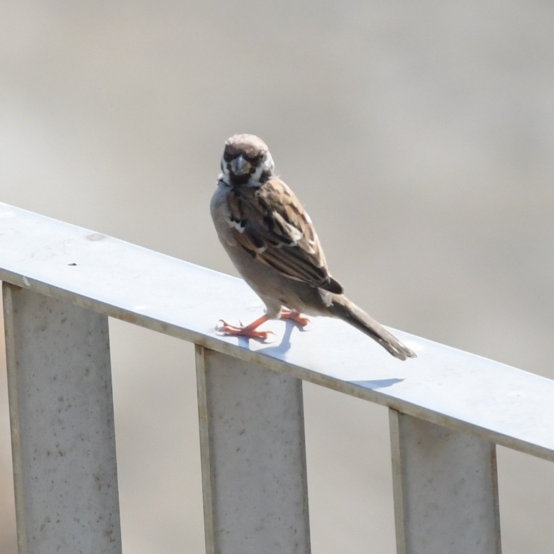 Gorrión Molinero - ML644396024