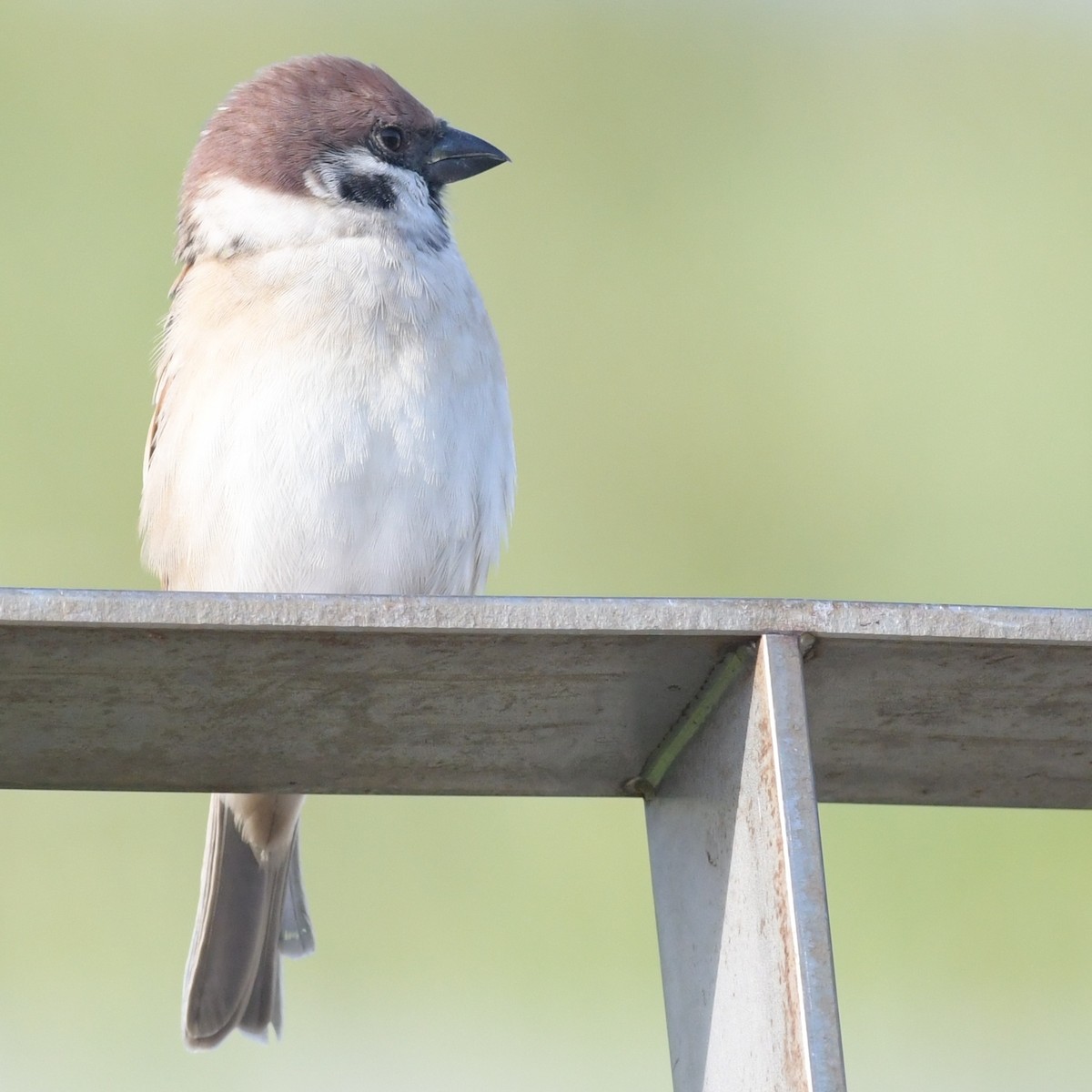 Gorrión Molinero - ML644396025