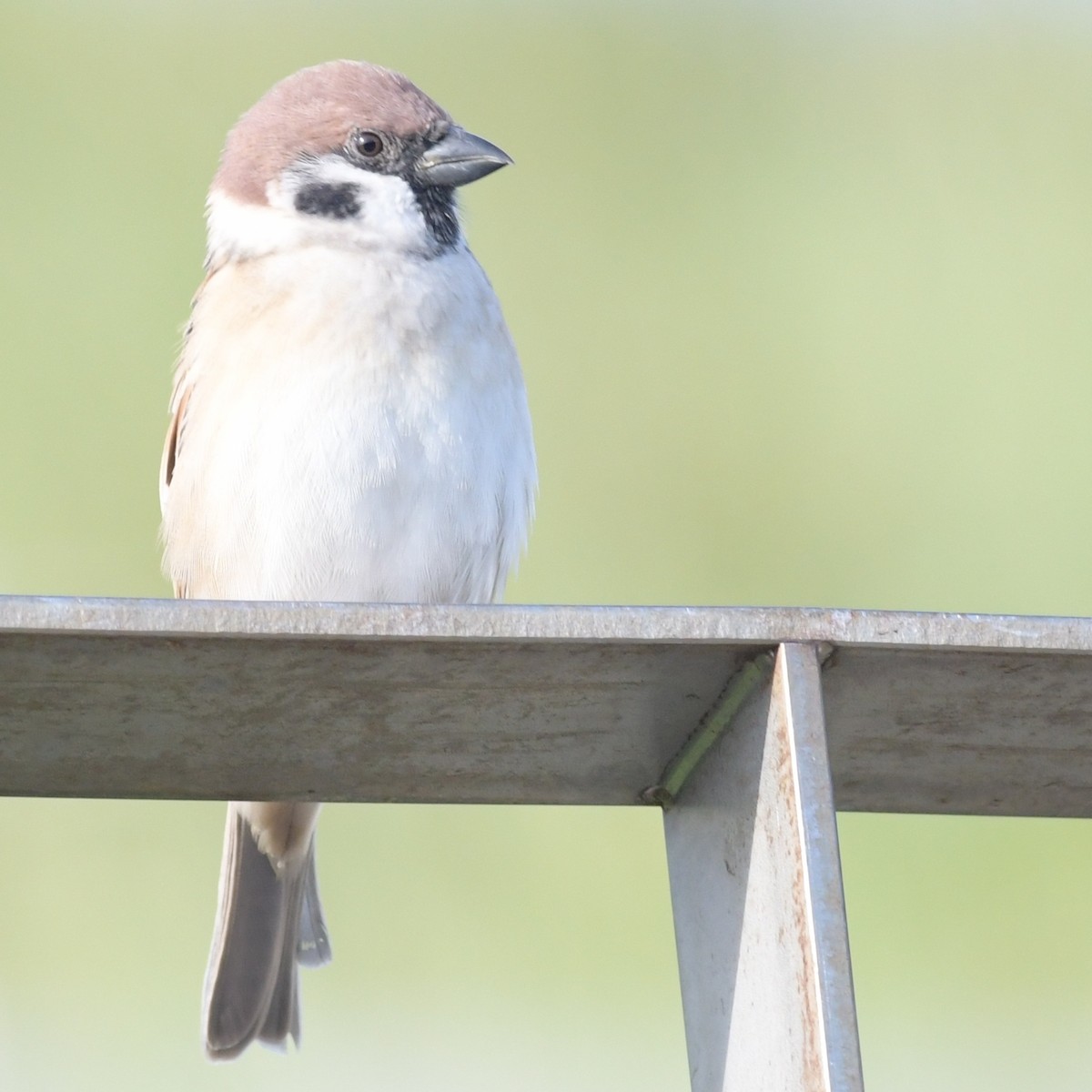 Gorrión Molinero - ML644396026