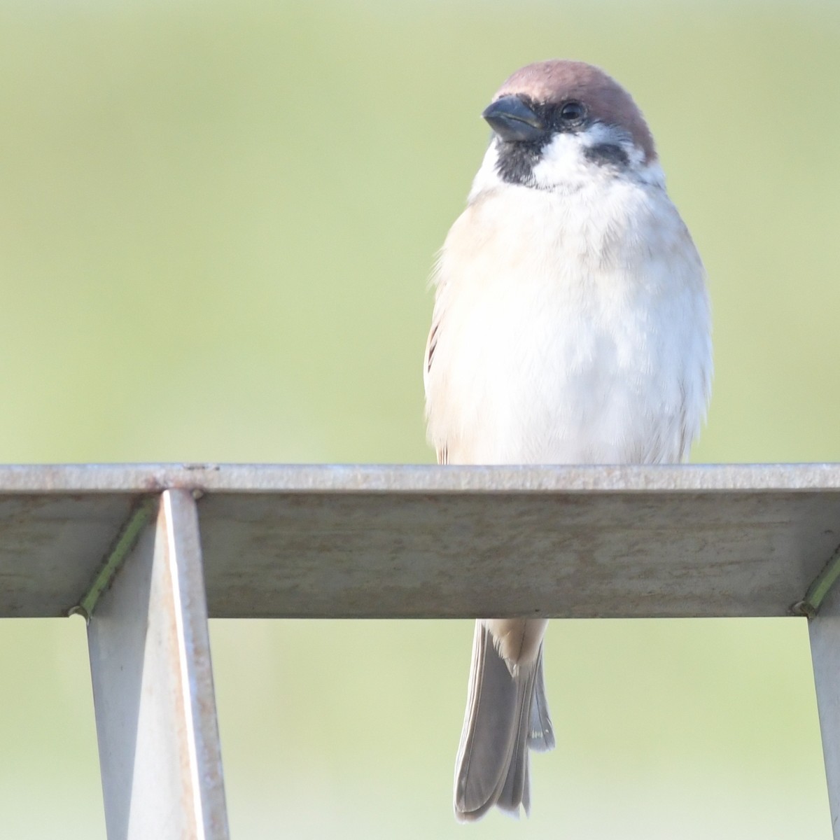 Gorrión Molinero - ML644396027