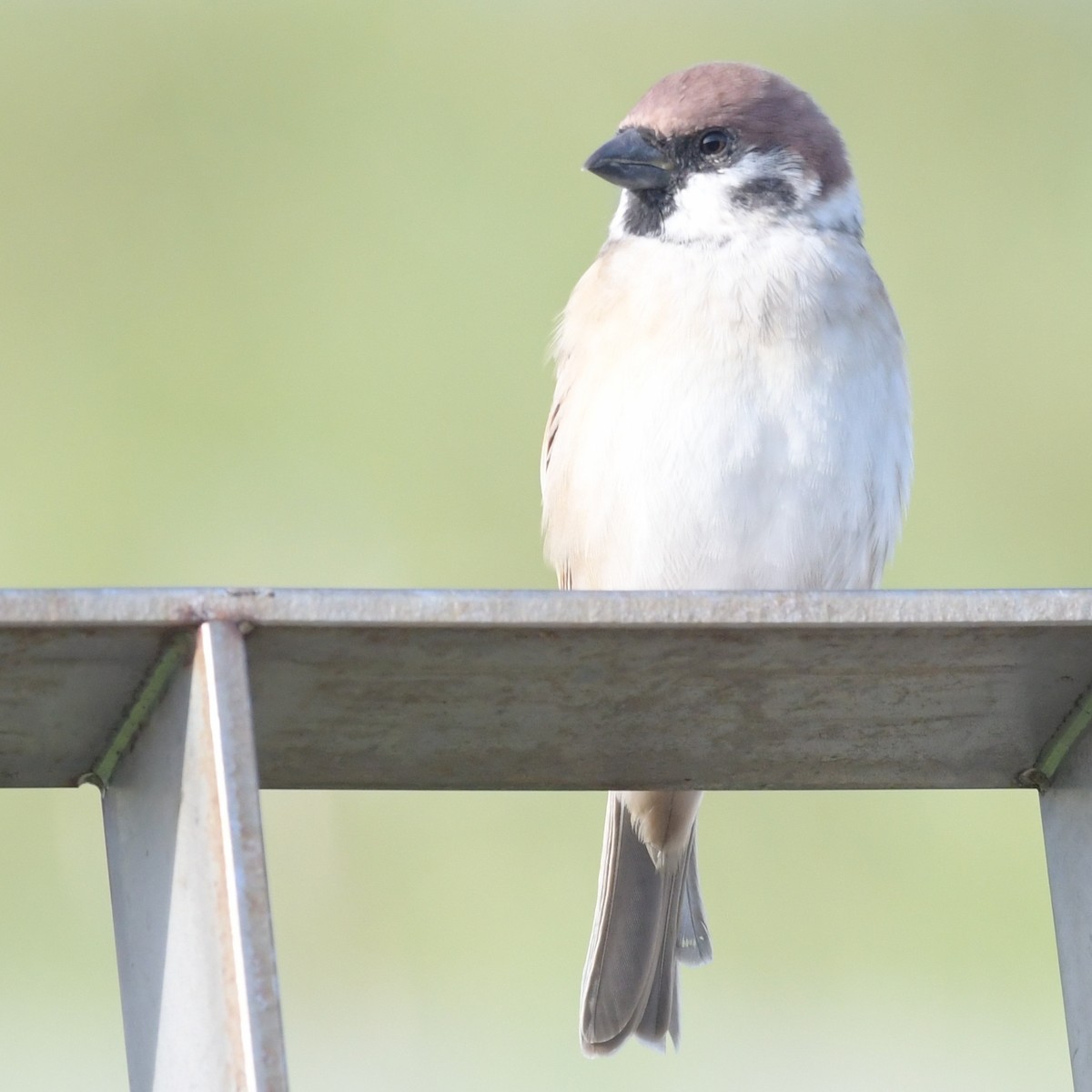 Gorrión Molinero - ML644396028