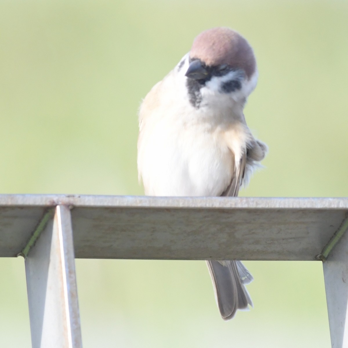 Gorrión Molinero - ML644396029