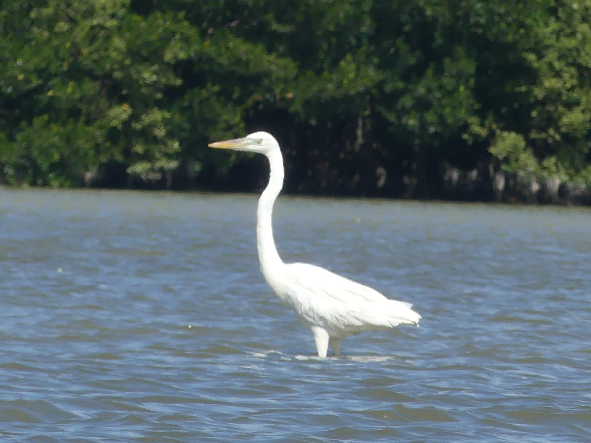 Great Blue Heron (Great White) - ML644396032