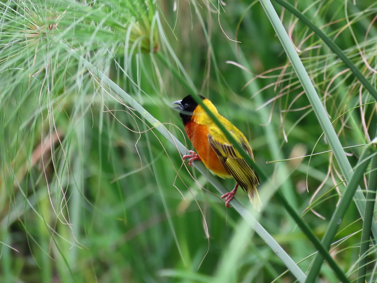 Black-headed Weaver - ML644396044