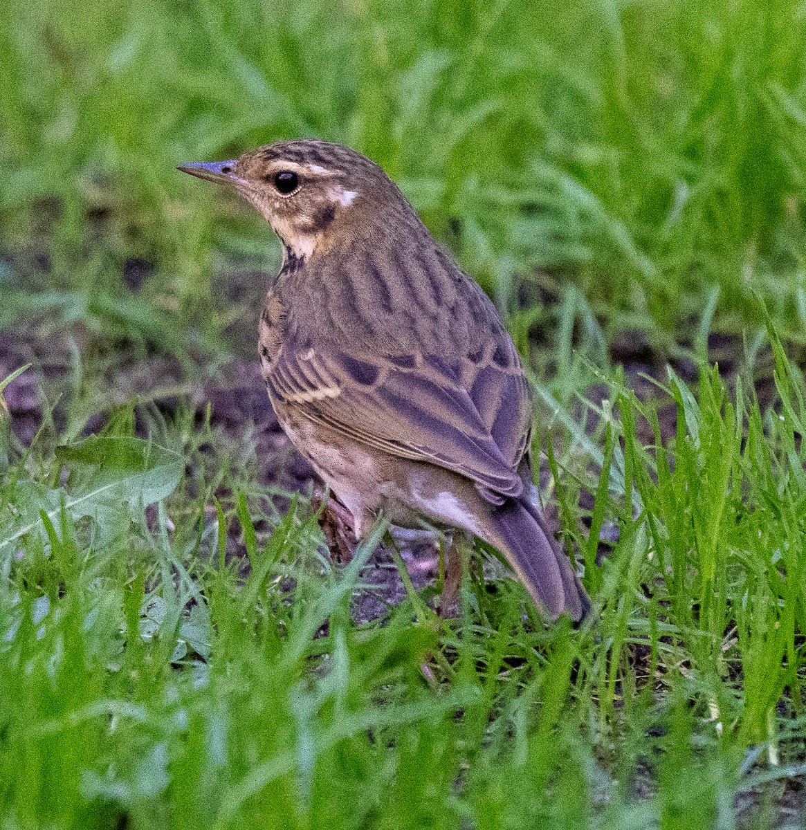 Olive-backed Pipit - ML644396051