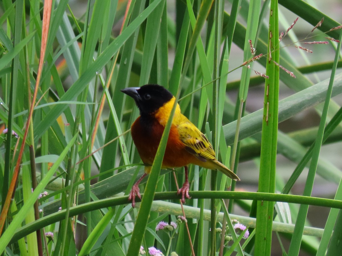 Black-headed Weaver - ML644396053