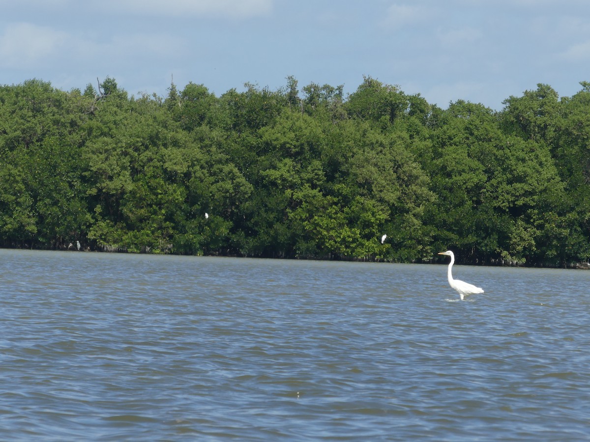 Great Blue Heron (Great White) - ML644396064