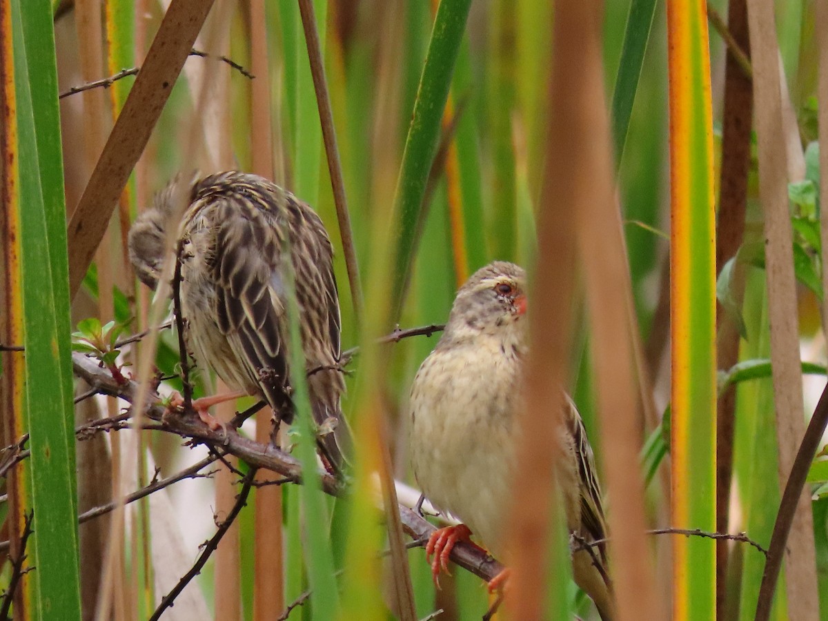 Quelea Común - ML644396082