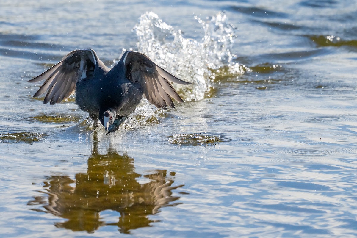 American Coot - ML644396088