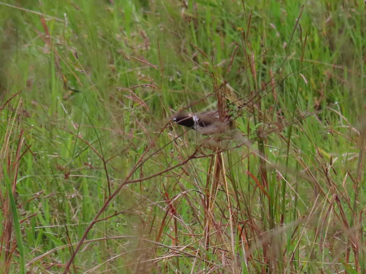 Bronze Mannikin - ML644396090
