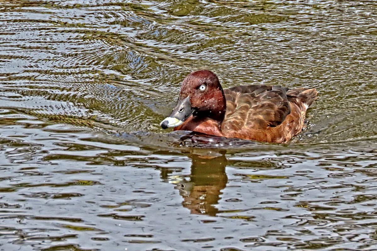 Hardhead - ML644396091