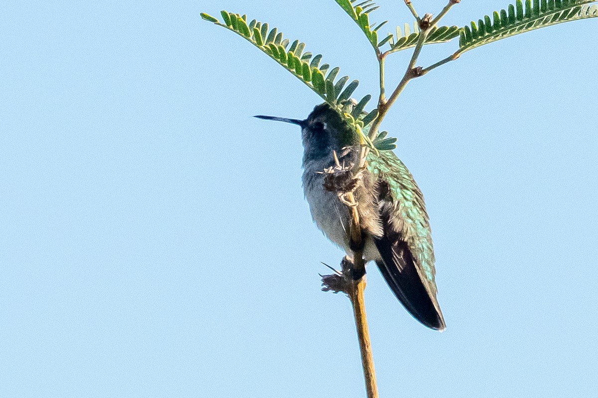 Anna's Hummingbird - ML644396092