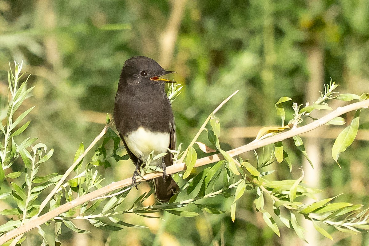 Black Phoebe - ML644396097