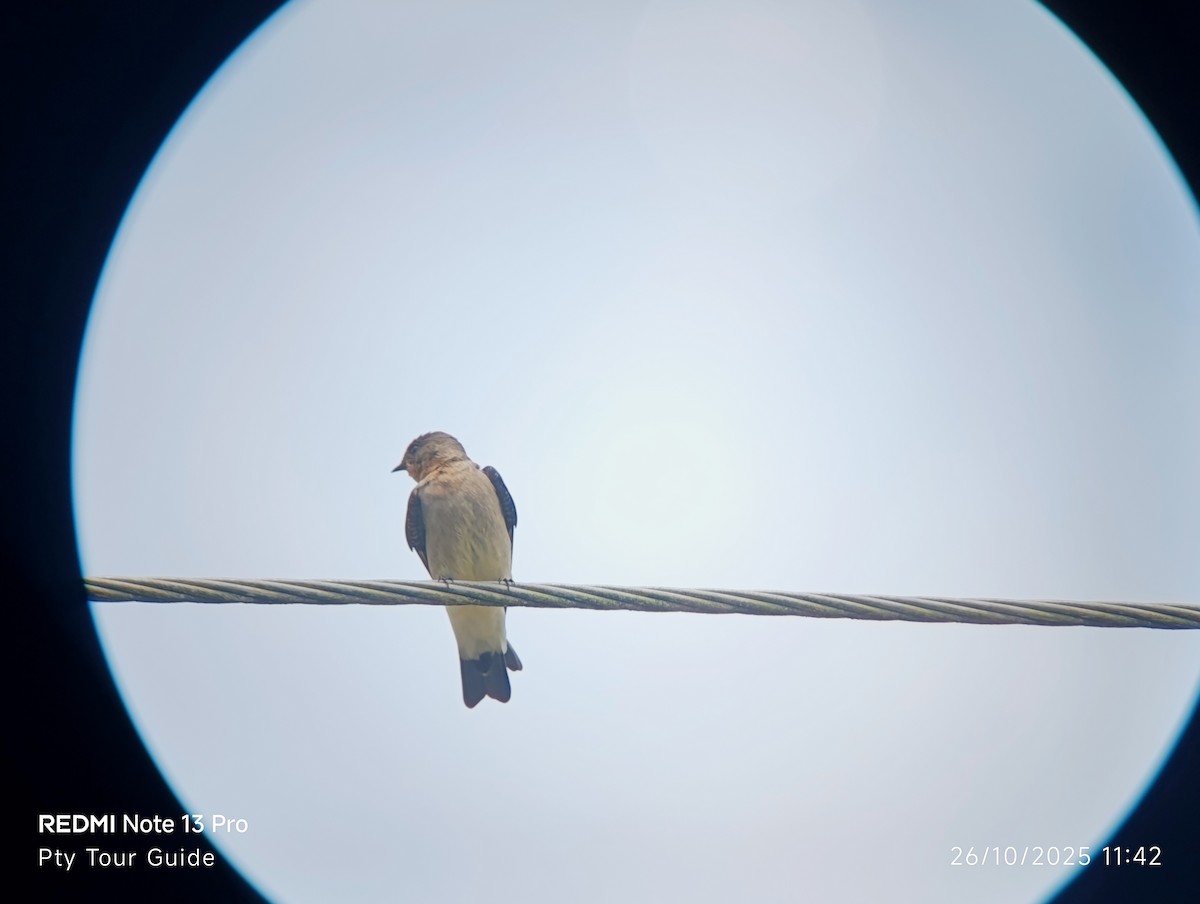 Southern Rough-winged Swallow - ML644396098