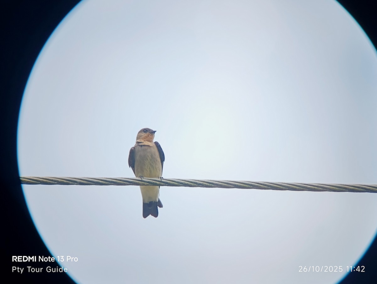 Southern Rough-winged Swallow - ML644396099
