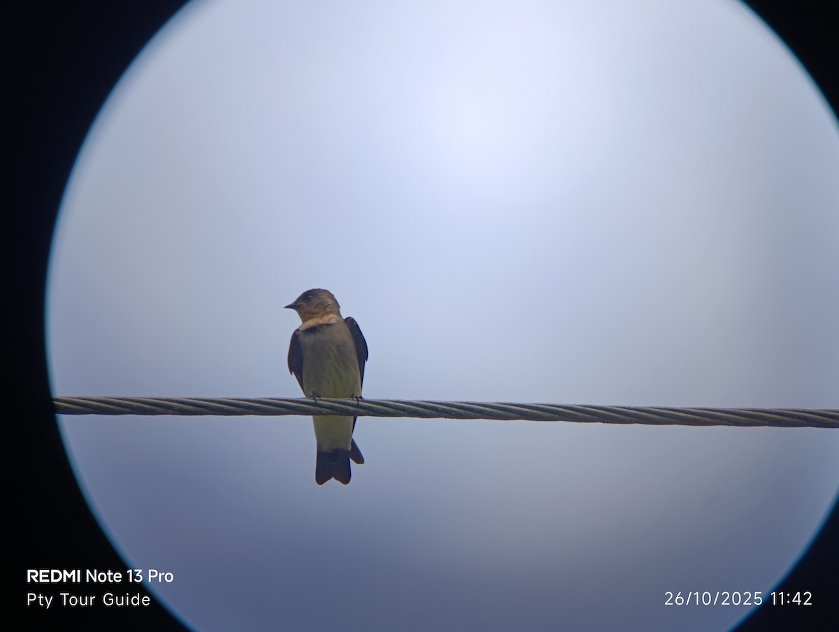Southern Rough-winged Swallow - ML644396100