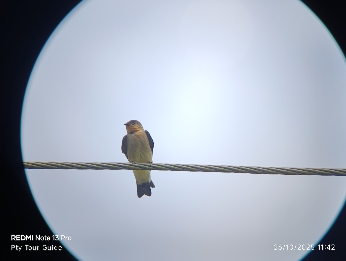 Southern Rough-winged Swallow - ML644396101