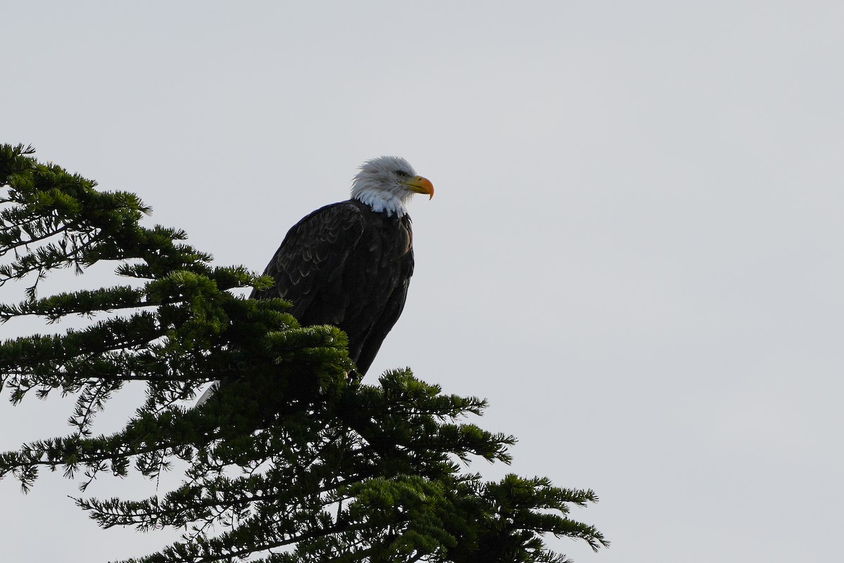 Белоголовый орлан - ML644396103